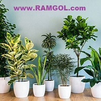 RAMGOL