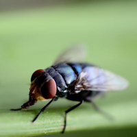 FliegengitterFenster