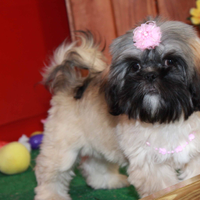 ParkersPreciousPuppies