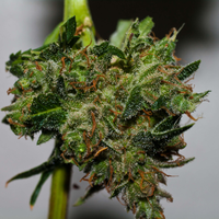 Feminized-Marijuana-Seed-Bank