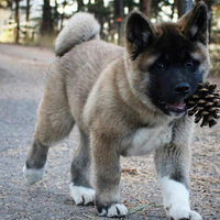 2puppies.com