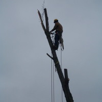 The1treeservice