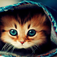awwcats