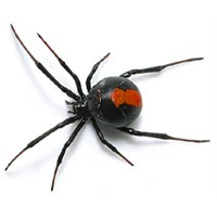 spidersolitaire