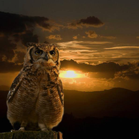 SEOJournal