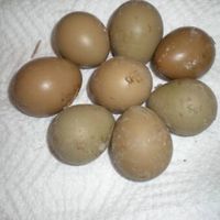 hasannolan29