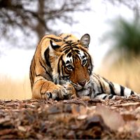 Ranthambhore