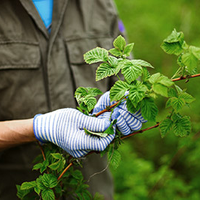 dermotcasey_treecare