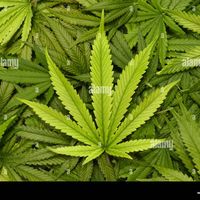 cannbudsbuds