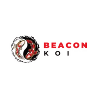 beaconkoi