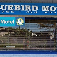 bluebirdalberni
