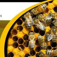 Bee-Man_Removal_Relocation