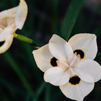 IrvineBestLandscaping