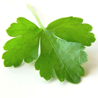 coriandergroup