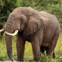 khokelosafaris