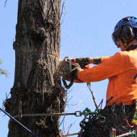 assurancetreesmaitland