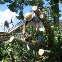 wilmingtontreeservice