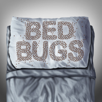 DurhamBedBugs