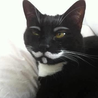 BakedCat