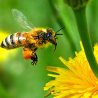 HoneyBeeStings