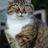 rouhghaly