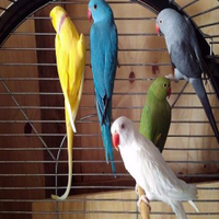 Treasureaviary