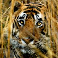JimCorbettNationalPark