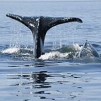 greywhale
