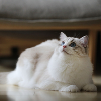Pawzandpetz