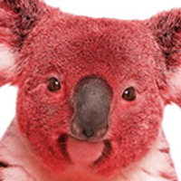 Koala2016