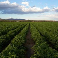 berridgefarms