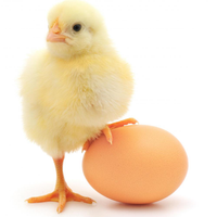 eggs