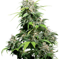 weedfarmer