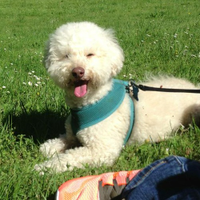 EntirelyPets