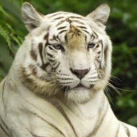CWDtiger