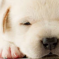 mysweetpets.de