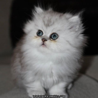 Purrsngrrs