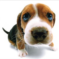 ElPerro