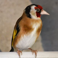 Jobatus