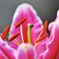 ajayphoto