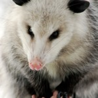 critterandpest