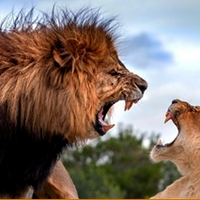 wildexpertsafaris