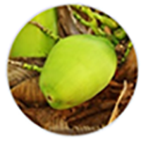 CocoVerde